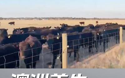 99%的人都不知道澳洲养牛不赚钱