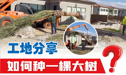 工地分享｜如何種一棵大樹