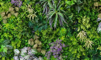 告别超市香草！这10种“好养活”的多年生植物，让你轻松变园艺达人！