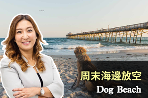 周末海邊放空DogBeach